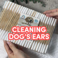 100-200 Dog Ear Cotton Buds 15Cm Long Extra Large | Pet Cleaning Bamboo Cleaner